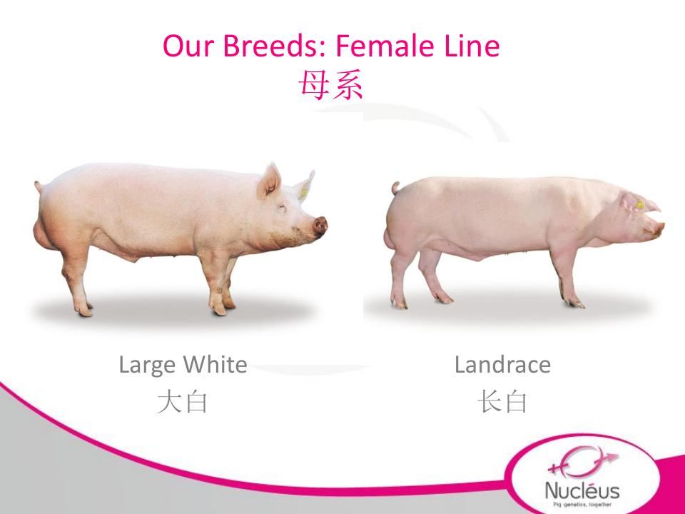 种猪介绍